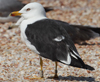 1cy fuscus in August, ringed in Finland. (81365 bytes)